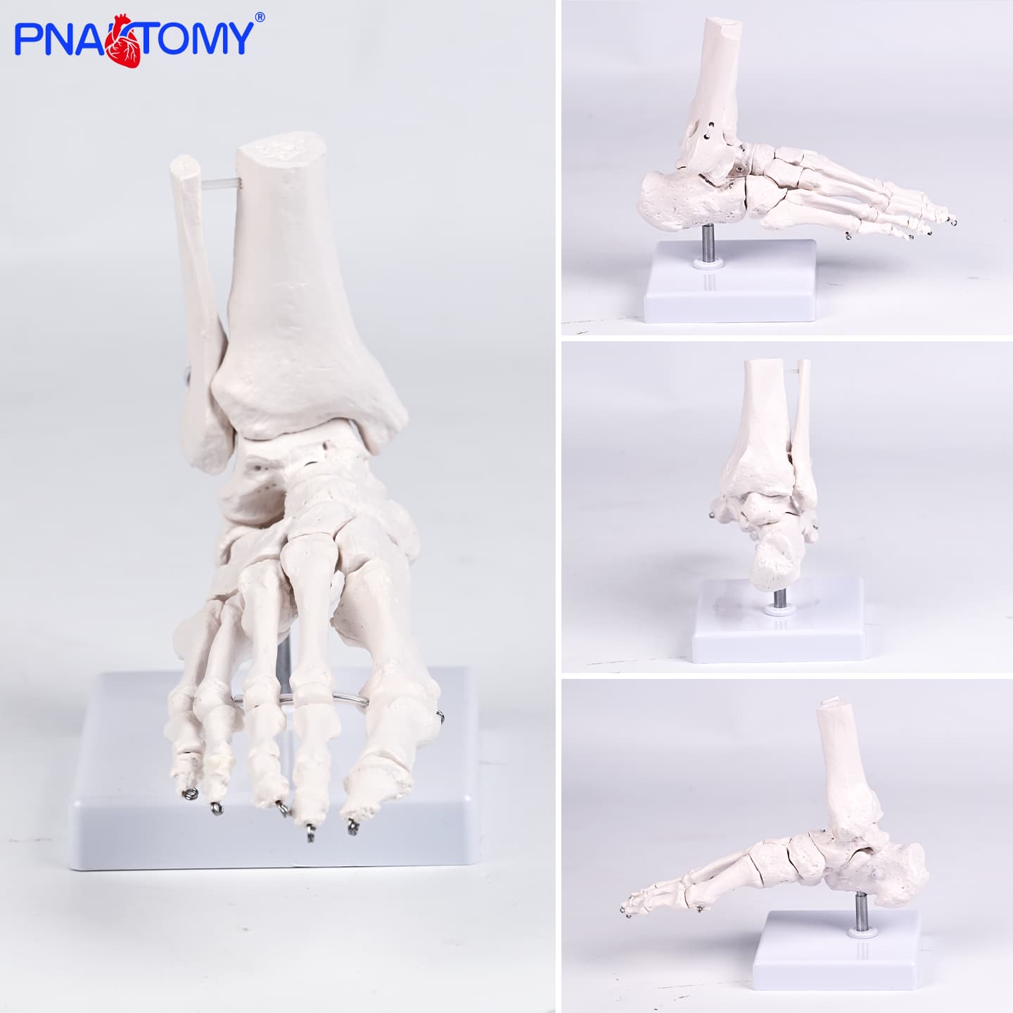 脚骨模型人体足部骨骼结构医用解剖教学趾骨跖骨跟骨细节标注教具