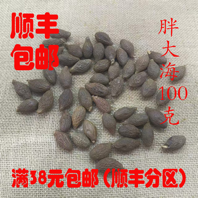 中药材 正品 胖大海 精选胖大海 饱满 都可泡开 100克 满38包邮