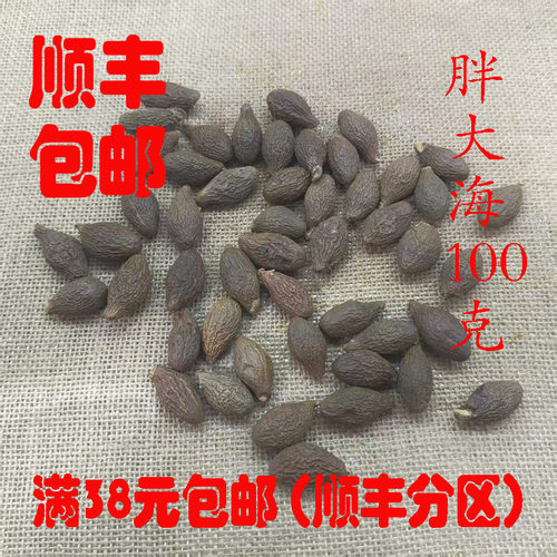 正品胖大海颗粒饱满100克
