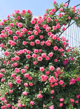 爬藤蔷薇庭院四季开花