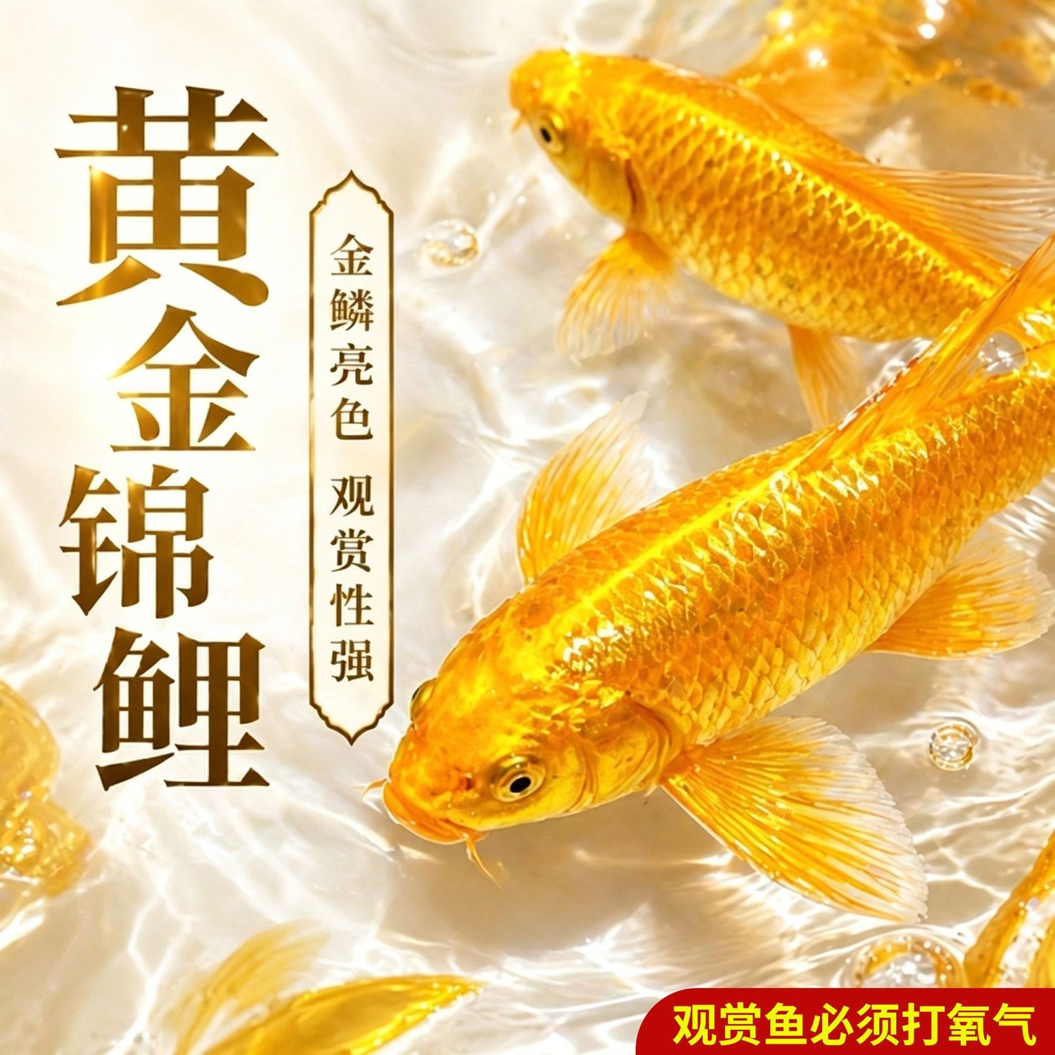 招财镇宅锦鲤活体冷水好养