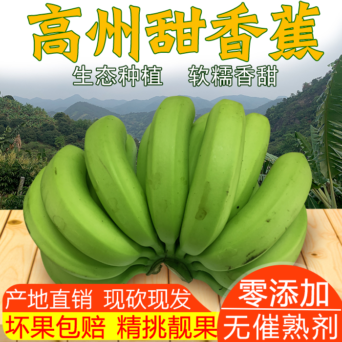 青香蕉5斤包邮广东高州新鲜水果特香甜banana山区生态种植零添加