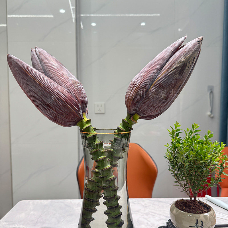 水培香蕉花新鲜真花婚礼场景布置插花艺素材特色禁止焦虑生日礼物,鲜花速递/花卉仿真/绿植园艺,周期订阅鲜花,淘宝优惠券,粉丝福利购,淘宝优惠卷