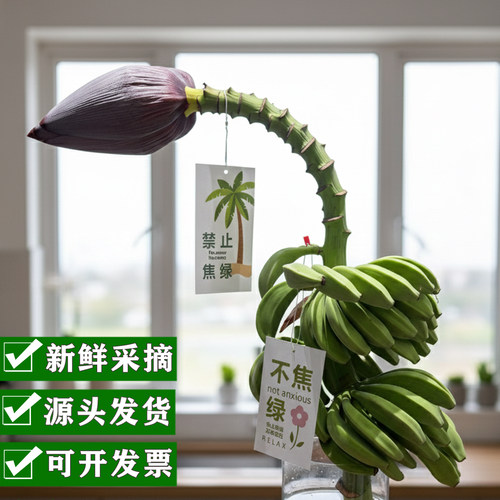 真水培香蕉花果禁止焦虑观赏绿植