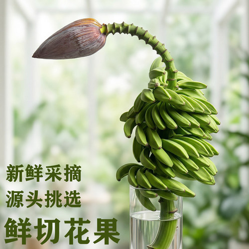 真水培香蕉花果禁止焦虑观赏绿植