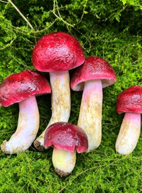 野生菌菇模型软装摆件教学道具
