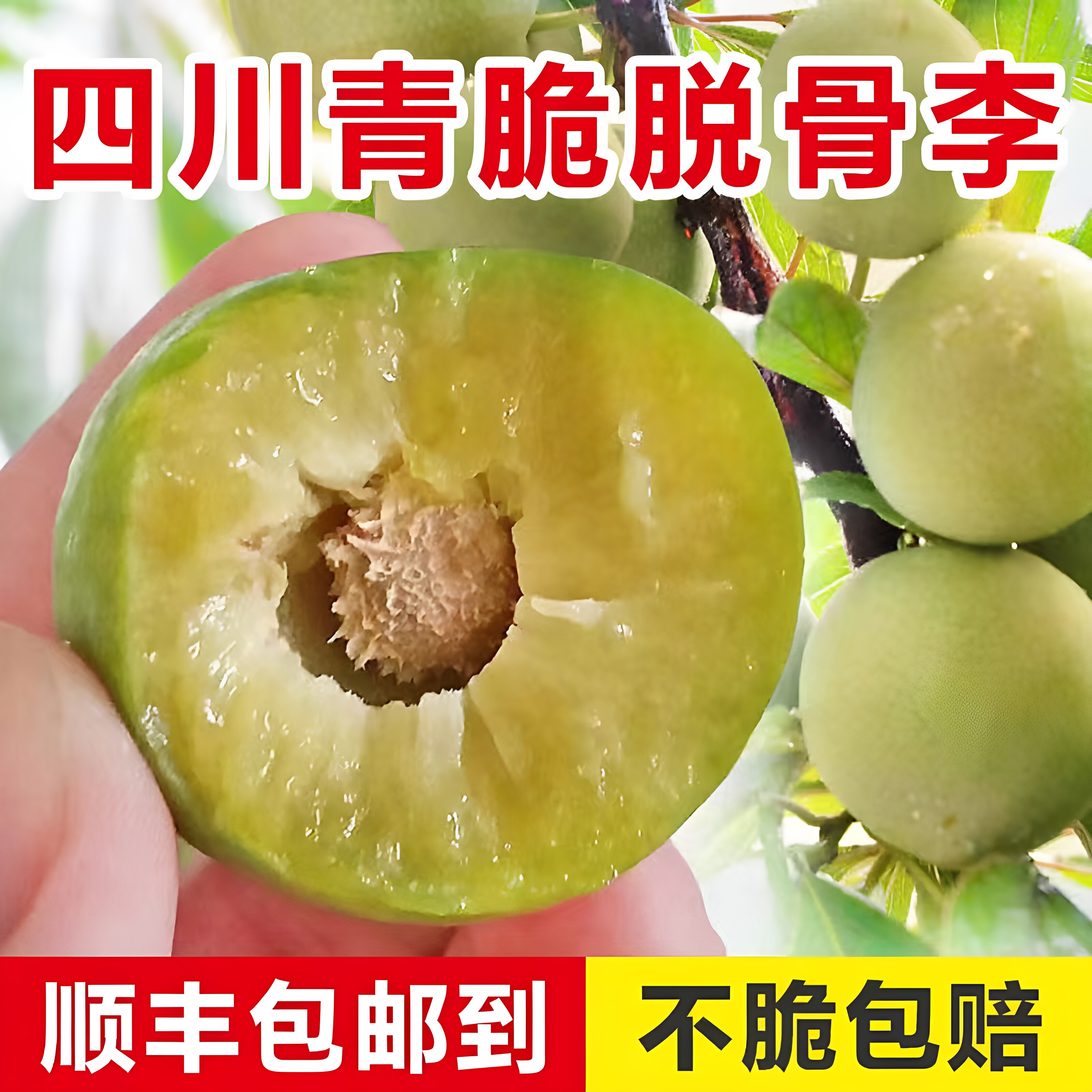 顺丰包邮四川青脆脱骨李子新鲜孕妇酸甜汶川巫山当季江安空心水果