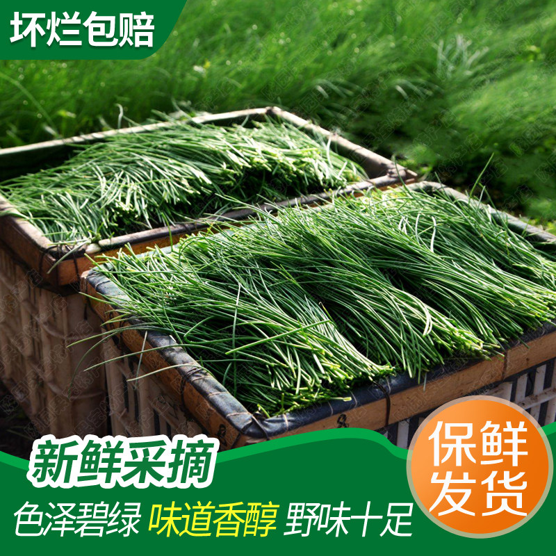沙葱 甘肃民勤特产农家野菜新鲜蔬菜饺子馅小葱香葱【坏单包赔】