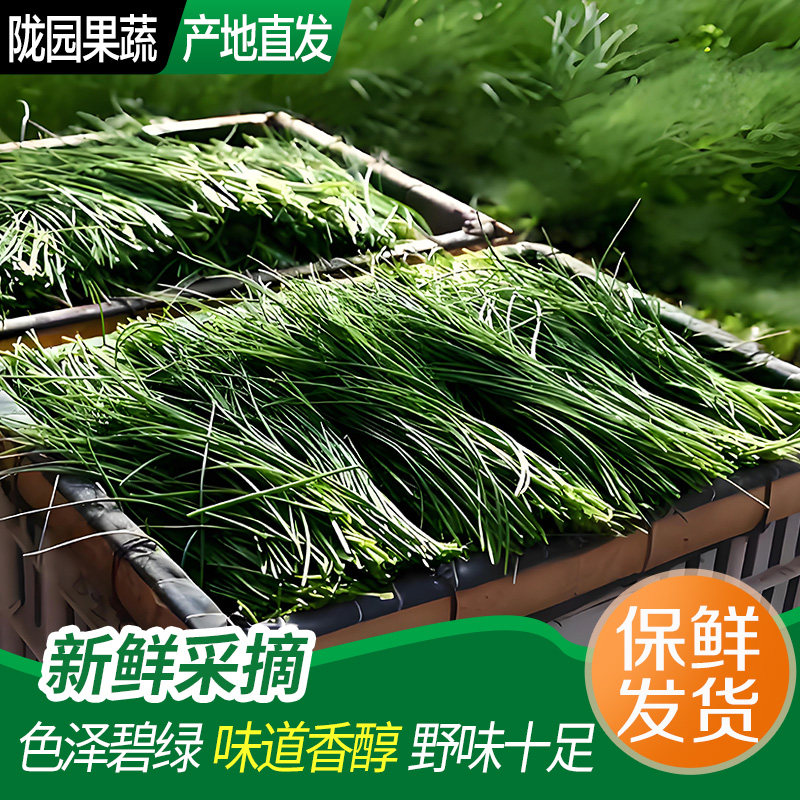 【送货上门】甘肃新鲜沙葱非内蒙野生沙葱脆嫩爽口饺子馅火锅食材