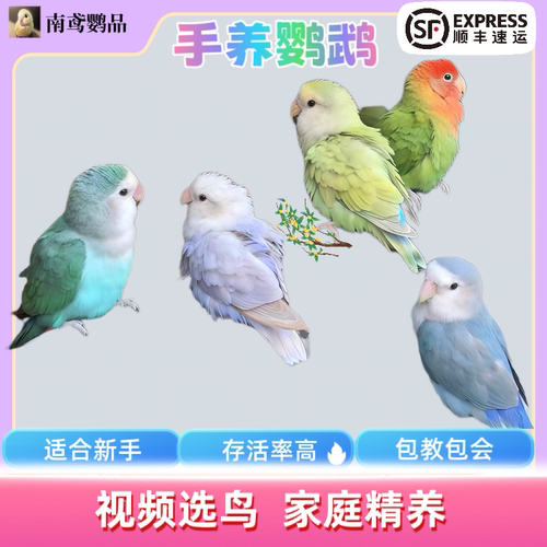 鹦鹉亲人说话新手好养终生售后