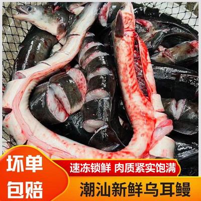 冷链鳗鱼新鲜活杀速冻海鲜水产寿司烤白鳗河鳗海曼乌尔耳鳗2斤装