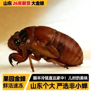 【生态果园金蝉】顺丰知了猴鲜活速冻当季新鲜知了生蚕蝉蛹爬叉猴