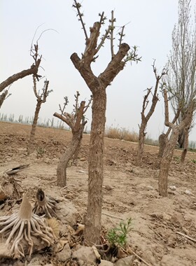 宁夏中宁枸杞树宁杞7号大颗粒枸杞宁夏发货带泥发货包活包接果