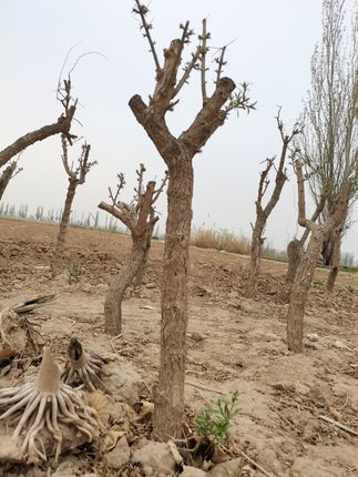 宁夏中宁枸杞树宁杞7号大颗粒枸杞宁夏发货带泥发货包活包接果