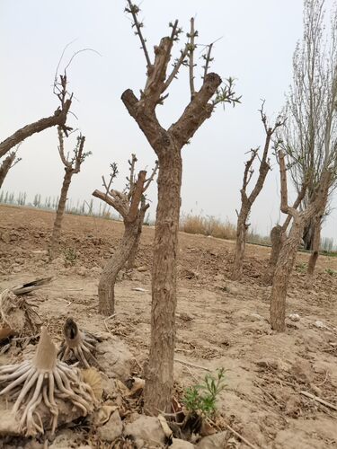 宁夏中宁枸杞树宁杞7号大颗粒枸杞宁夏发货带泥发货包活包接果