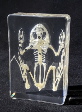 真实骨骼标本教学用动物标本透明树脂包埋树脂琥珀蛙鸟类骨骼标本