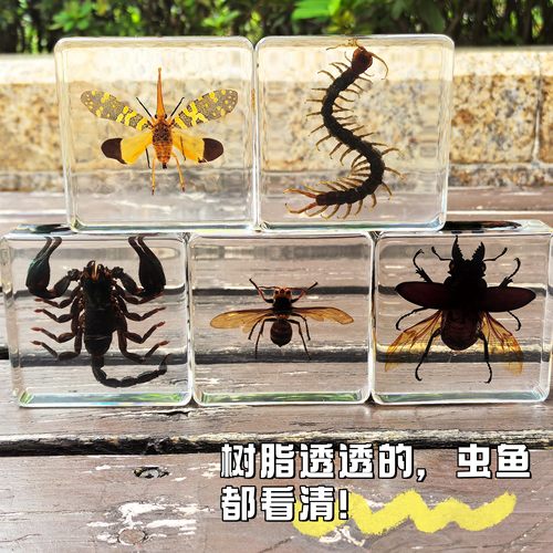 真实琥珀昆虫标本儿童玩具