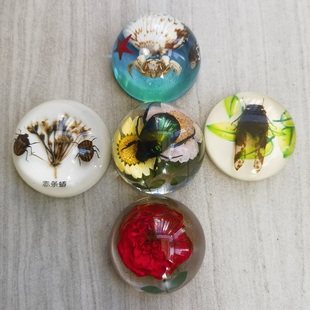 昆虫标本 植物种子青蛙蟋蟀 玉米幼儿认知玩具小学生物教学小摆件