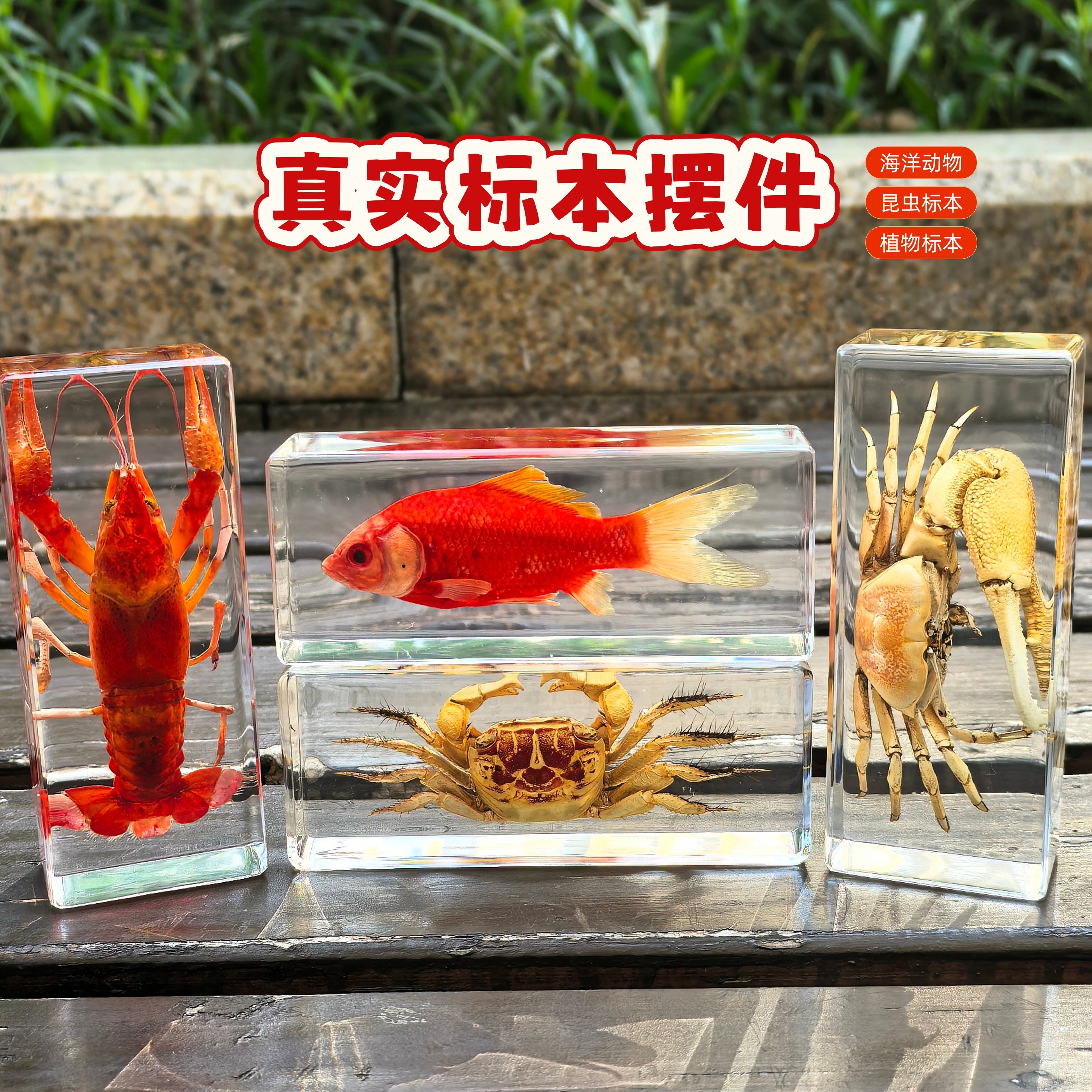 琥珀昆虫标本蝴蝶动物标本金龟子鱼螃蟹标本树脂真虫蝎子儿童玩具