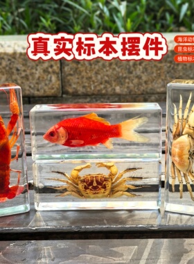 琥珀昆虫标本蝴蝶动物标本金龟子鱼螃蟹标本树脂真虫蝎子儿童玩具