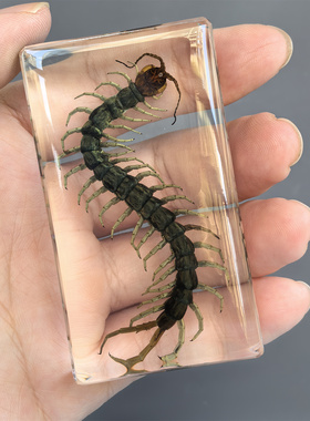 真实琥珀昆虫标本摆件幼儿园儿童玩具天牛蚂蚱蜈蚣蝉螃蟹学生礼品