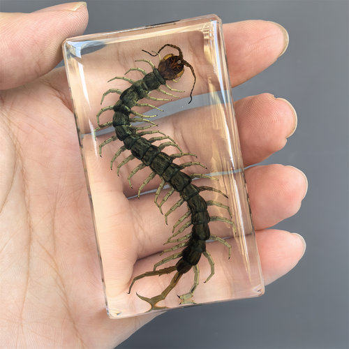 千年虫昆虫树脂标本工艺品