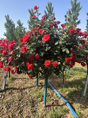 山木香南阳树桩四季开花大棒棒糖