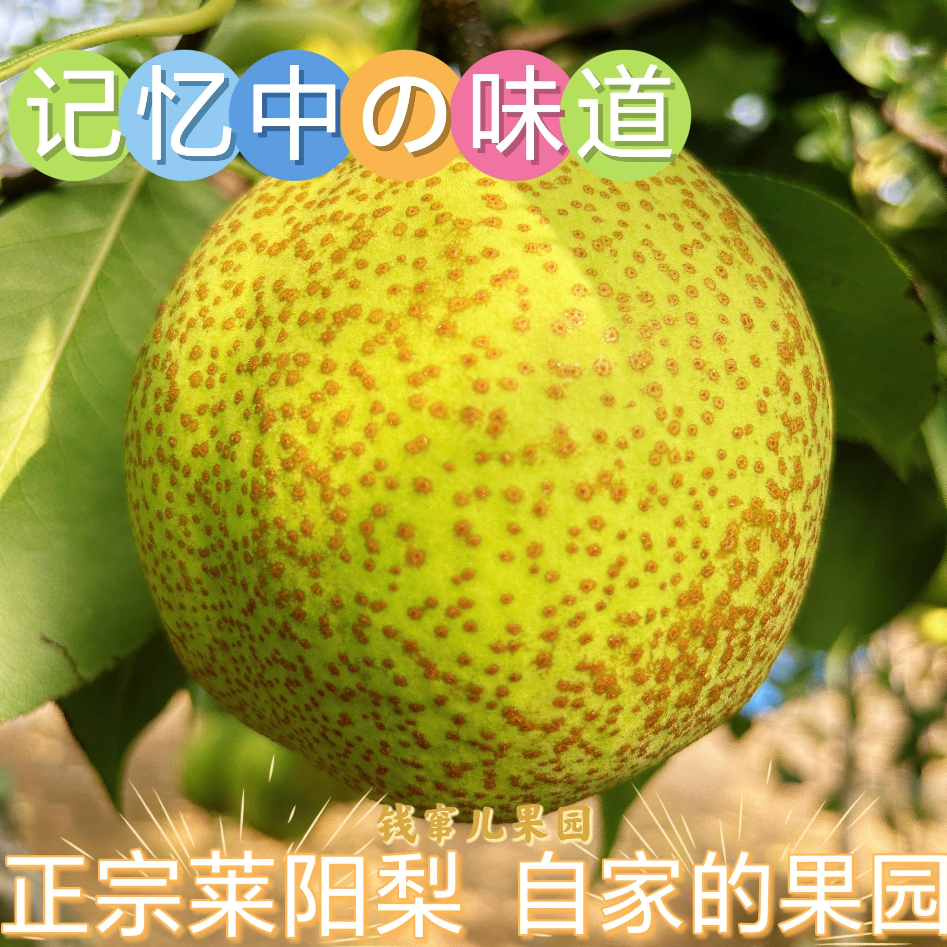 2026莱阳梨 百年老树梨正宗梨