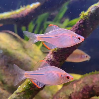鳑鲏鱼群游溪流原生鱼不加温冷水