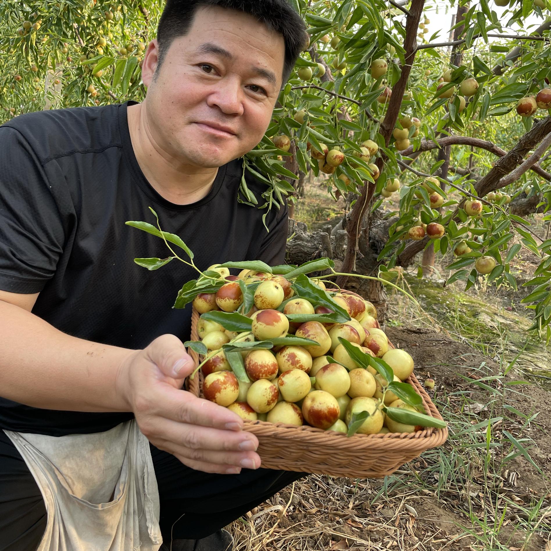 河北黄骅冬枣新鲜水果大青枣子当季现摘现发脆甜多汁