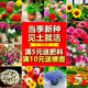 花种籽子四季 播种植物盆栽重瓣太阳花含羞草薄荷庭院阳台易活花卉