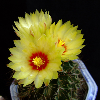 开花仙人掌盆栽庭院多肉植物