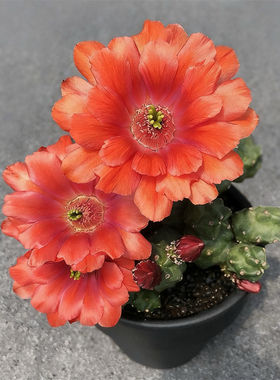 无刺桃太郎多肉仙人球开花漂亮鹿角柱属美花角盆栽阳台花卉绿植