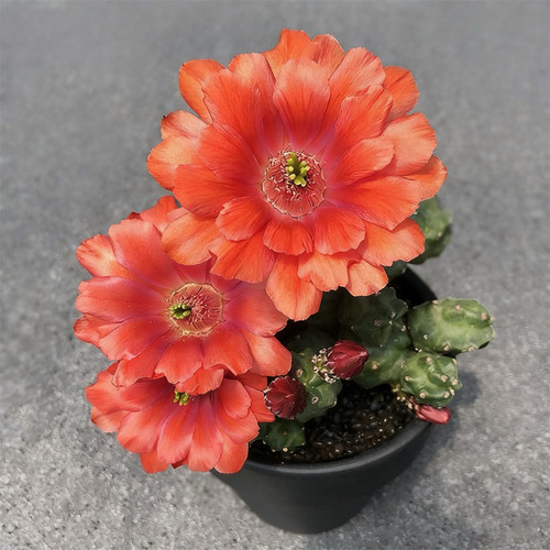 无刺桃太郎多肉仙人球开花漂亮鹿角柱属美花角盆栽阳台花卉绿植