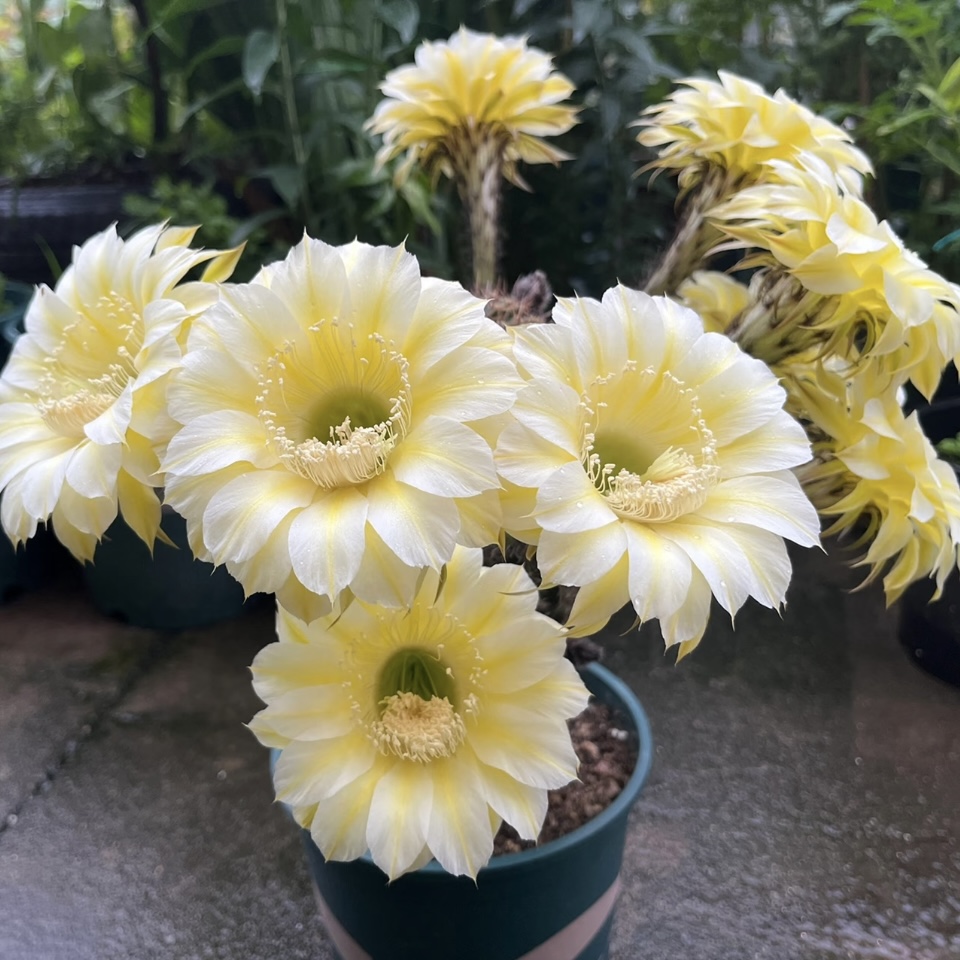 【伊卡洛斯】席克氏彩草仙人球黄白色彩草大花品种仙人掌多肉植物