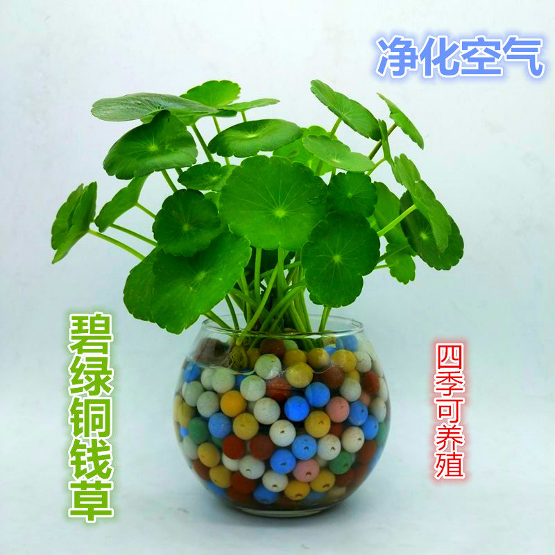 铜钱草根茎水培植物室内盆栽花卉绿植盆景阳台四季易养铜钱草盆栽