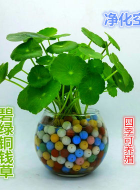 铜钱草根茎水培植物室内盆栽花卉绿植盆景阳台四季易养铜钱草盆栽