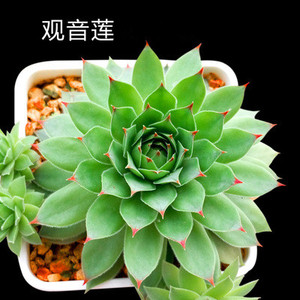 满10元包邮 观音莲多肉植物 家庭迷你趣味四季绿植盆栽 肉肉植物