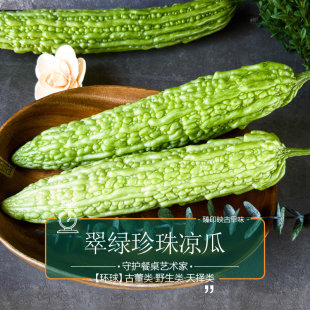臻印映翠绿珍珠凉瓜苦瓜胜似野生穿越有机天生天养苦淡甘多去热火