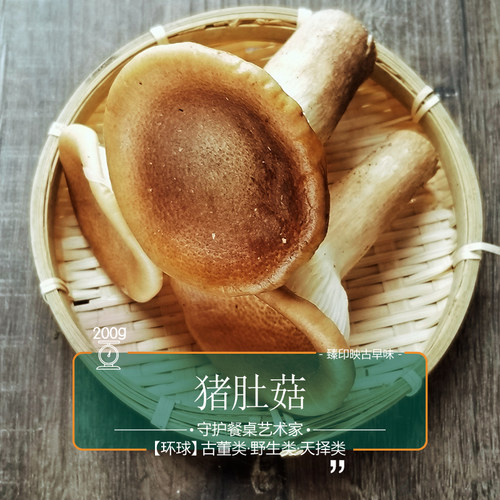 天然无腥新鲜猪肚菇臻印映