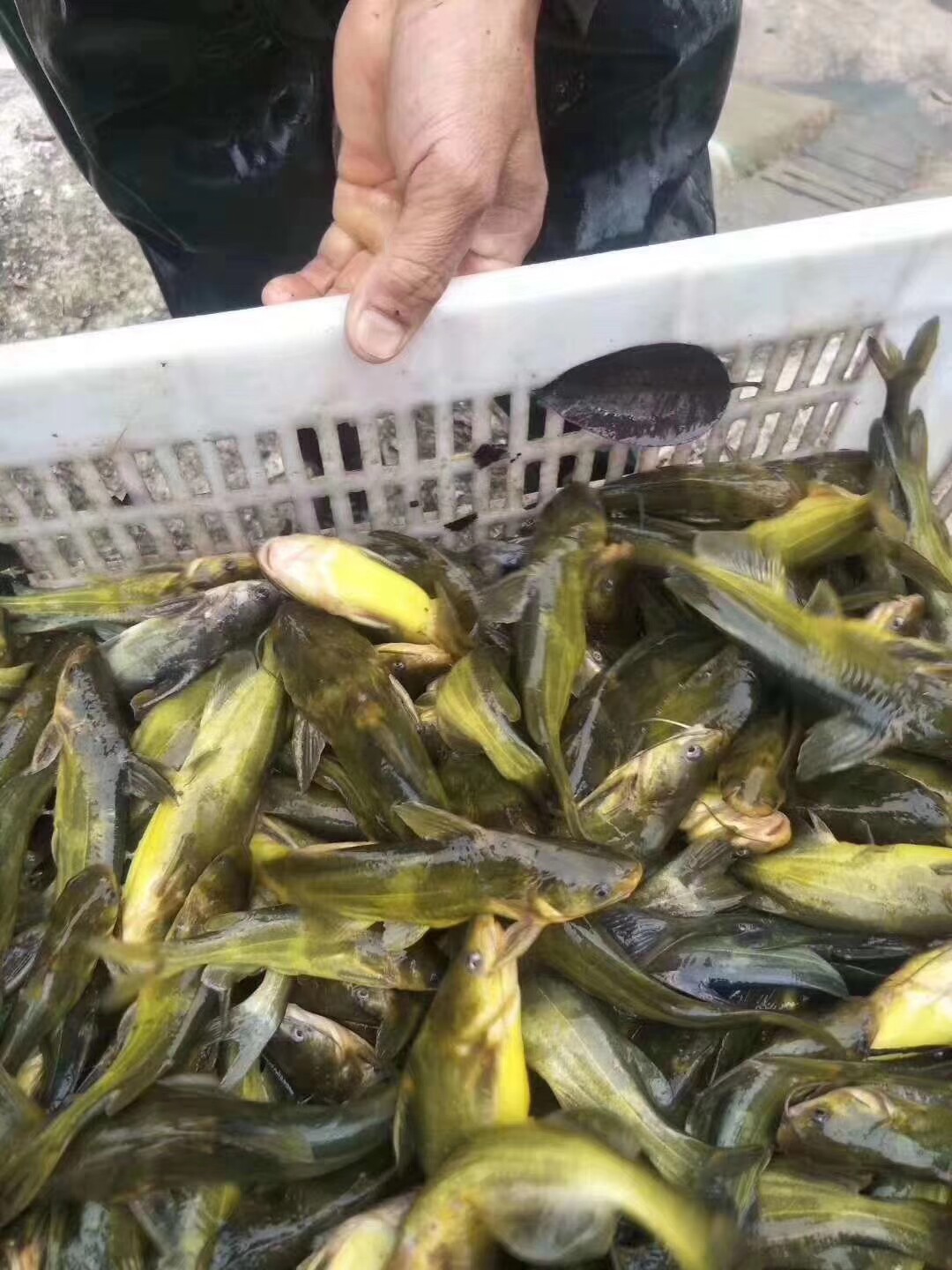 黄骨鱼苗 黄颡鱼苗 杂交黄骨苗 黄辣丁苗 黄角丁苗 活体淡水鱼苗