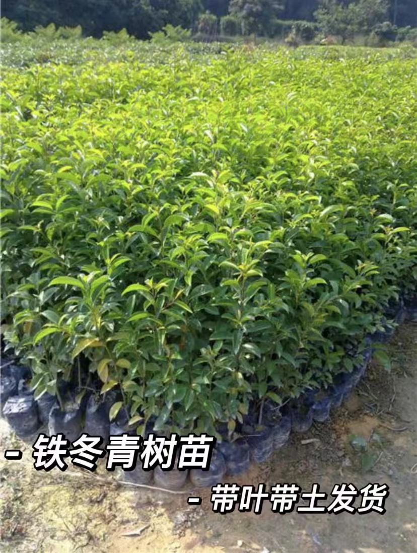 正宗铁刀木铁冬青树苗珍贵植物鸡翅木苗庭院品种地栽