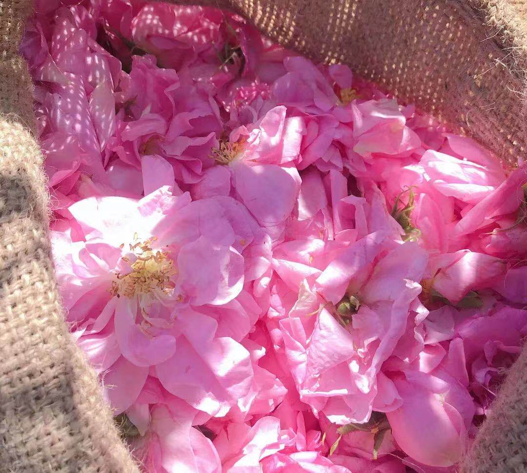 糖果的真爱 饱和玫瑰纯露 玫瑰花苞水 保湿补水 无添加 500ml