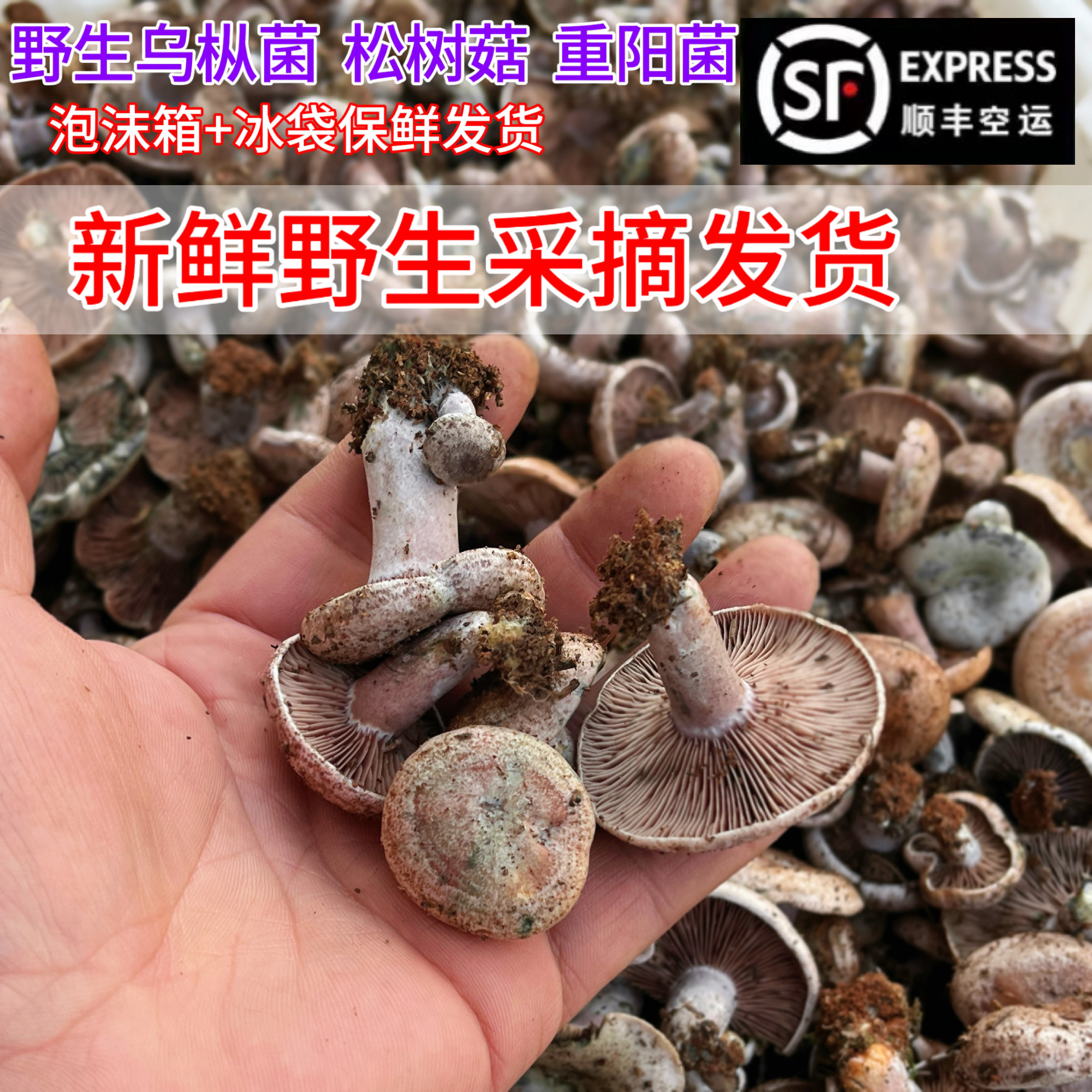 湖南特产重阳雁鹅500g新鲜蘑菇