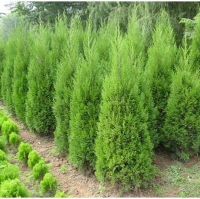 墓地塔柏四季青宝塔松蜀桧