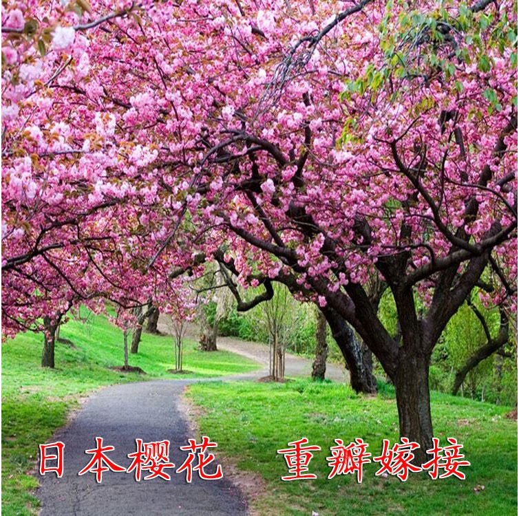 正宗日本樱花树苗樱花小苗南北方庭院地栽盆栽花树园林植物风景树