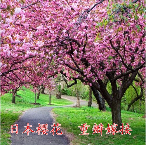 正宗日本樱花树苗樱花小苗南北方庭院地栽盆栽花树园林植物风景树