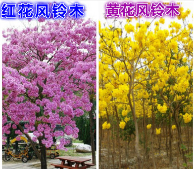 进口名贵黄花风铃木树苗巴西黄金风铃木苗 红花 紫花庭院绿化树苗