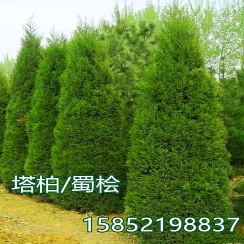 柏树苗塔柏蜀桧宝塔墓地四季青