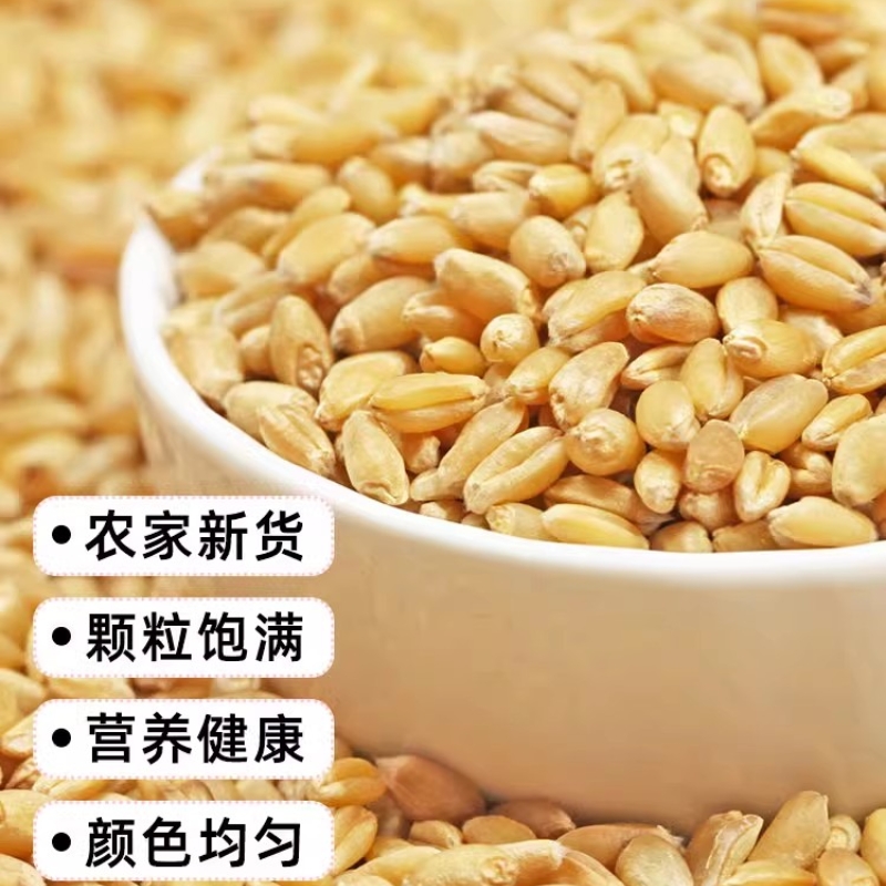 小麦粒云南新货农家自产带壳小麦仁磨面做麦酱麦芽糖带皮麦子杂粮